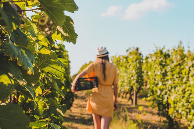 Clare Valley Wine Tours
